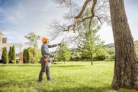 Reliable Bridgeport, NE Tree Care Solutions