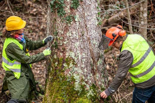 Best Tree and Shrub Care  in Bridgeport, NE