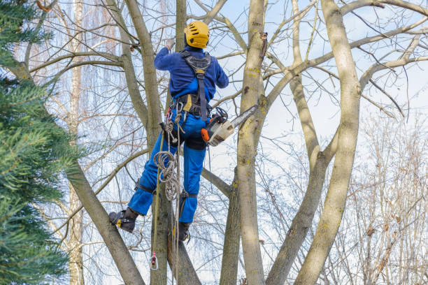 Best Leaf Removal  in Bridgeport, NE