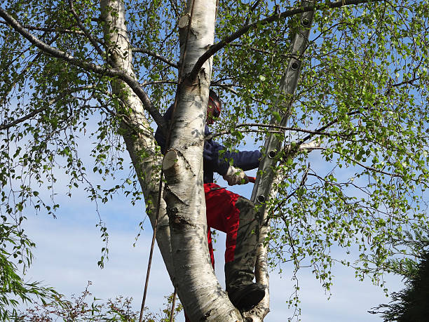 How Our Tree Care Process Works  in  Bridgeport, NE