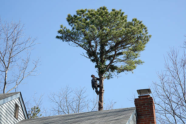 How Our Tree Care Process Works  in  Bridgeport, NE