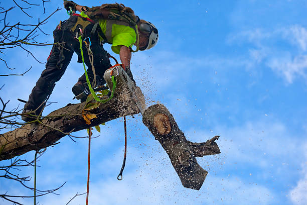 Best Emergency Tree Removal  in Bridgeport, NE